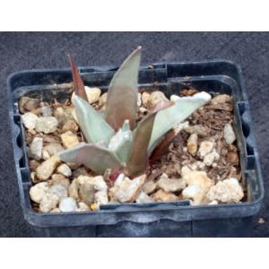 Ariocarpus retusus 4-inch pots