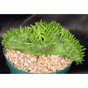 Austrocylindropuntia subulata (crest) 8-inch pots