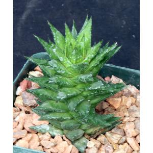 Astroworthia bicarinata (skinneri) 4-inch pots