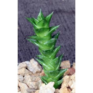 Astroloba foliolosa (Springbokvlakte) 2-inch pots