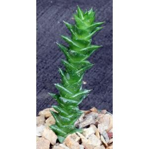 Astroloba foliolosa (Springbokvlakte) 4-inch pots