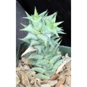 Astroloba herrei 4-inch pots