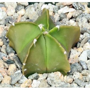Astrophytum myriostigma var. strongylogonum 4-inch pots