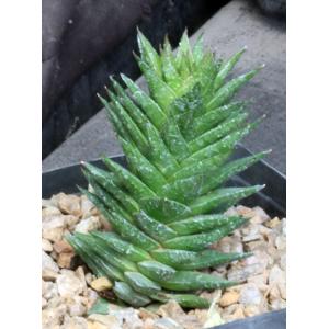 Astroworthia bicarinata (skinneri) one-gallon pots