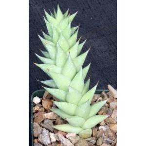 Astroloba smutsiana 4-inch pots