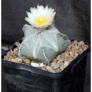 Astrophytum myriostigma 5-inch pots