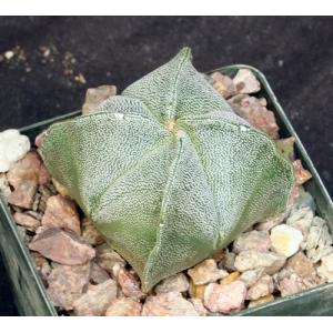 Astrophytum myriostigma 3-inch pots