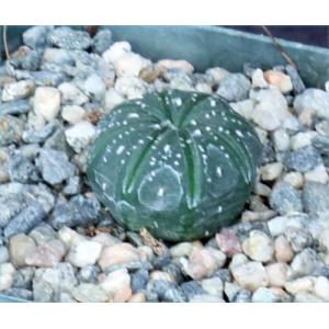 Astrophytum asterias ‘Super Kabuto‘ 2-inch pots