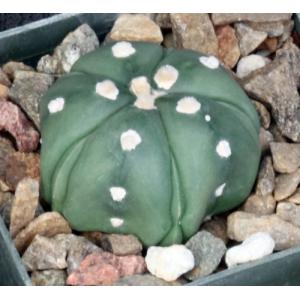 Astrophytum asterias Fukuryu 3-inch pots
