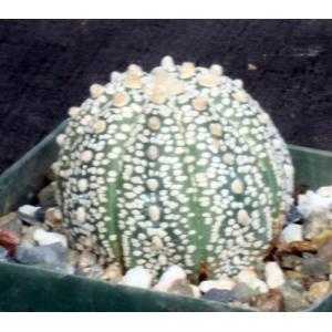Astrophytum asterias Super Kabuto 5-inch pots