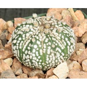 Astrophytum asterias Super Kabuto 4-inch pots