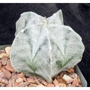 Astrophytum myriostigma cv Onzuka 4-inch pots