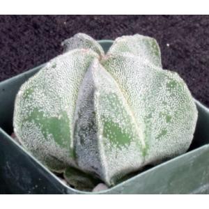 Astrophytum myriostigma 2-inch pots