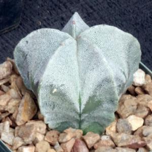Astrophytum myriostigma 4-inch pots