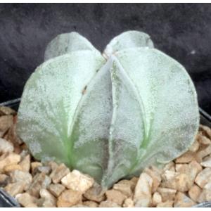 Astrophytum myriostigma 5-inch pots