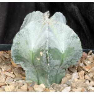 Astrophytum myriostigma one-gallon pots