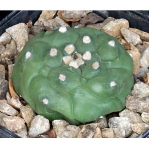Astrophytum myriostigma Kikko 4-inch pots