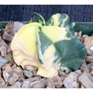 Astrophytum myriostigma (yellow variegate) 4-inch pots