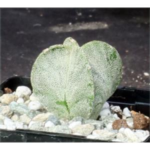 Astrophytum myriostigma 4-inch pots