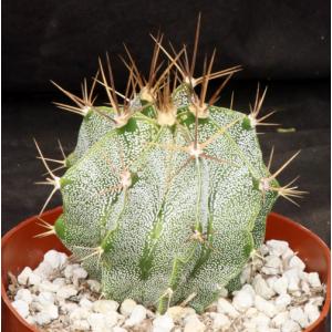 Astrophytum ornatum 6-inch pots