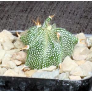 Astrophytum ornatum 2-inch pots