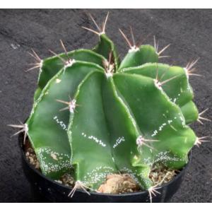 Astrophytum ornatum 5-inch pots