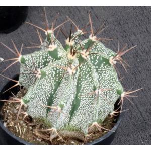 Astrophytum ornatum var. mirbellii 5-inch pots