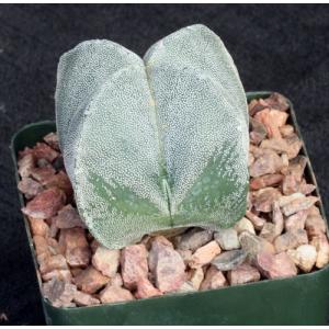 Astrophytum myriostigma var. columnare 4-inch pots