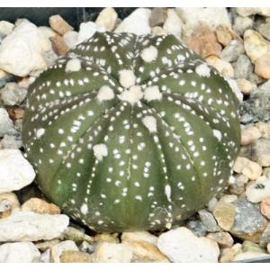 Astrophytum asterias 2-inch pots