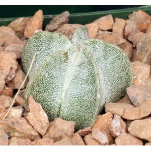 Astrophytum coahuilense 4-inch pots