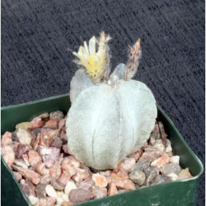 Astrophytum coahuilense 4-inch pots