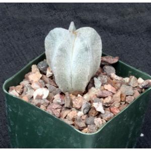 Astrophytum coahuilense 4-inch pots