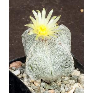Astrophytum myriostigma var. columnare 2-inch pots