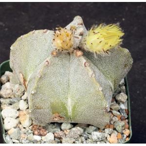 Astrophytum myriostigma 4-inch pots