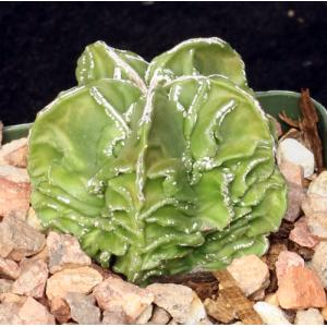 Astrophytum myriostigma cv Fukuryu 4-inch pots