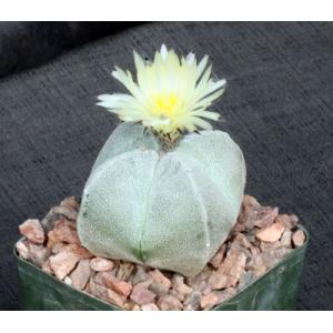 Astrophytum myriostigma var. columnare 4-inch pots
