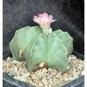 Astrophytum myriostigma var. strongylogonum one-gallon pots