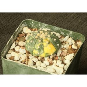 Astrophytum asterias (variegate) 4-inch pots