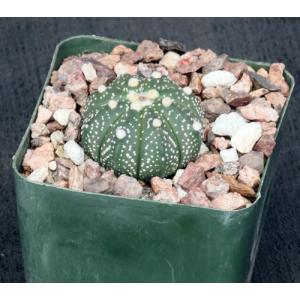 Astrophytum asterias 4-inch pots