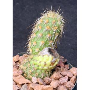 Austrocylindropuntia pachypus 5-inch pots