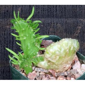 Austrocylindropuntia subulata (crest) 3-inch pots