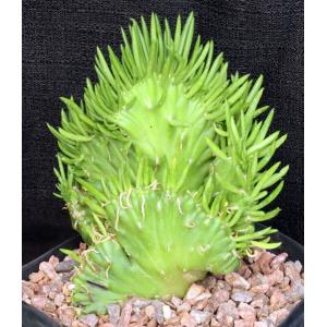Austrocylindropuntia subulata (crest) one-gallon pots