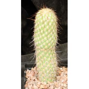 Austrocylindropuntia pachypus 5-inch pots