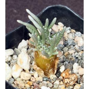 Avonia quinaria ssp. alstonii 2-inch pots