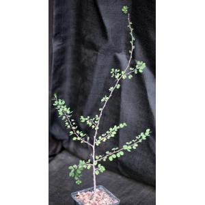 Bauhinia grandidieri 4-inch pots