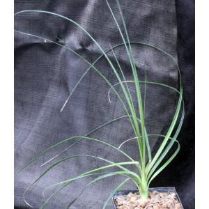 Beaucarnea gracilis 5-inch pots