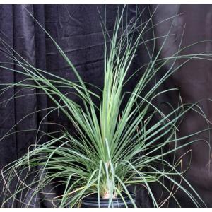 Beaucarnea gracilis 5-gallon pots