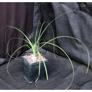 Beaucarnea gracilis 5-inch pots