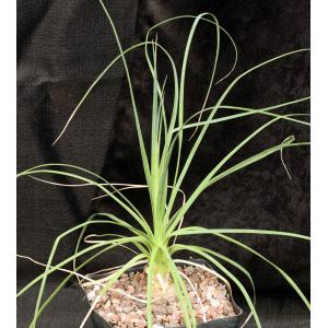 Beaucarnea gracilis one-gallon pots