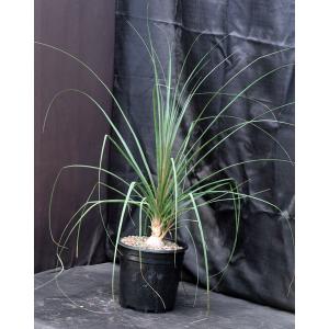 Beaucarnea gracilis 2-gallon pots